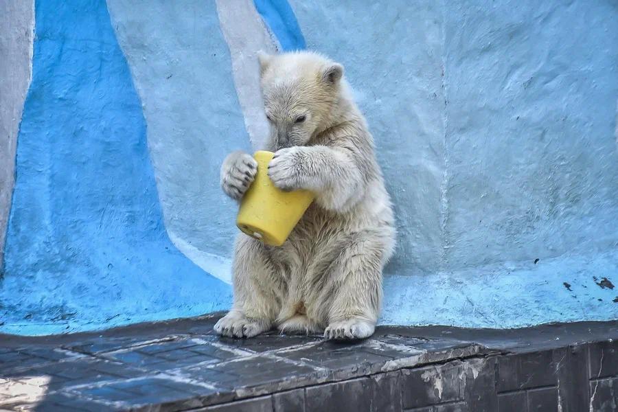 Фото Вызывайте Айболита: животные Новосибирского зоопарка изнемогают от аномальной жары 15